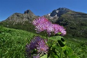 31 Pigamo colombino (Thalictrum acquilegiifolium) con da sfondo Arera-Corna Piana